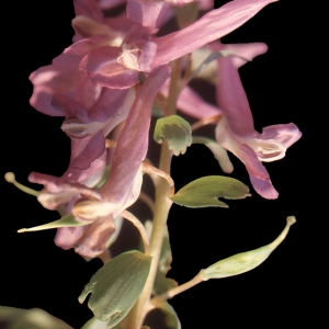 Photographie n°208239 du taxon Corydalis solida (L.) Clairv.