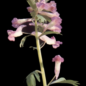 Photographie n°208240 du taxon Corydalis solida (L.) Clairv.