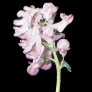 Photographie n°208246 du taxon Corydalis solida (L.) Clairv. [1811]