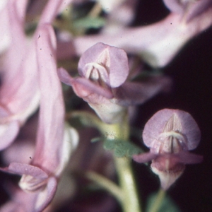 Photographie n°208247 du taxon Corydalis solida (L.) Clairv. [1811]