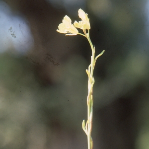 Photographie n°208253 du taxon Hirschfeldia incana (L.) Lagr.-Foss. [1847]