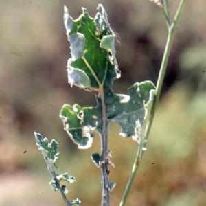  - Brassica fruticulosa Cirillo [1792]