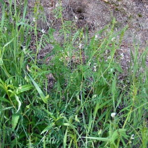 Photographie n°208258 du taxon Vicia hirsuta (L.) Gray [1821]