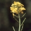  Liliane Roubaudi - Brassica nigra (L.) W.D.J.Koch [1833]
