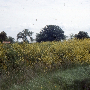  - Brassica nigra (L.) W.D.J.Koch [1833]