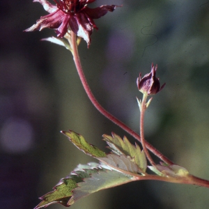 Photographie n°208275 du taxon Comarum palustre L. [1753]