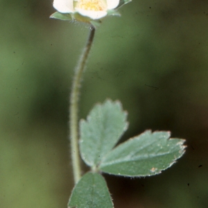 Photographie n°208279 du taxon Potentilla sterilis (L.) Garcke [1856]