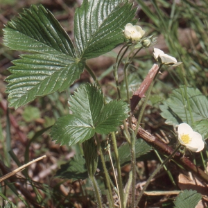 Photographie n°208280 du taxon Potentilla sterilis (L.) Garcke [1856]