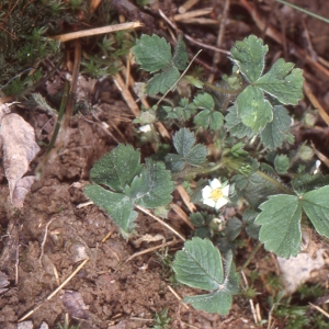  - Potentilla sterilis (L.) Garcke [1856]