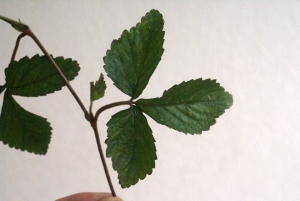 Liliane Roubaudi, le  8 novembre 2010 (Tassin la demi Lune)