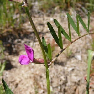  - Vicia angustifolia L. [1759]