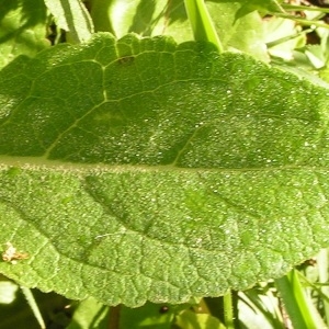 Photographie n°208302 du taxon Verbascum lychnitis L. [1753]