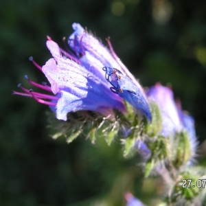  - Echium vulgare var. vulgare