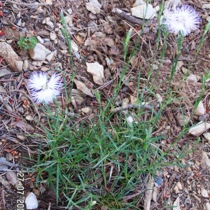 Photographie n°208309 du taxon Dianthus hyssopifolius L.