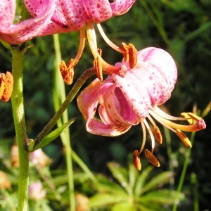 Photographie n°208316 du taxon Lilium martagon L.