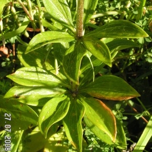 Photographie n°208317 du taxon Lilium martagon L.