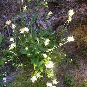 Photographie n°208318 du taxon Anthyllis vulneraria subsp. rubriflora Arcang. [1882]
