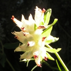 Photographie n°208319 du taxon Anthyllis vulneraria subsp. rubriflora Arcang. [1882]