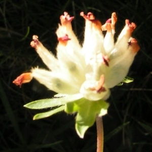  - Anthyllis vulneraria subsp. rubriflora Arcang. [1882]