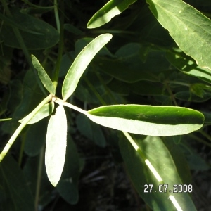  - Anthyllis vulneraria subsp. rubriflora Arcang. [1882]