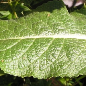 Photographie n°208323 du taxon Verbascum lychnitis L. [1753]