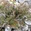  Ulric CHATAGNON - Calluna vulgaris (L.) Hull