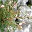  Ulric CHATAGNON - Calluna vulgaris (L.) Hull