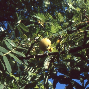 Photographie n°208331 du taxon Sorbus domestica L. [1753]