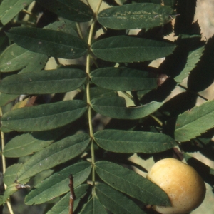  - Sorbus domestica L. [1753]