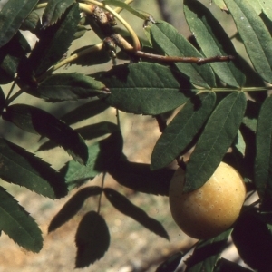 Photographie n°208337 du taxon Sorbus domestica L. [1753]