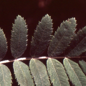 Photographie n°208338 du taxon Sorbus domestica L. [1753]