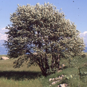  - Sorbus mougeotii Soy.-Will. & Godr. [1858]