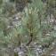  Ulric CHATAGNON - Pinus sylvestris L. [1753]