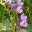  Jean-Claude Calais - Vicia sepium L.