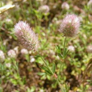 Photographie n°208351 du taxon Trifolium arvense L. [1753]