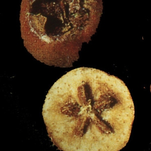  - Mespilus germanica L. [1753]