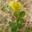  Jean-Claude Calais - Trifolium campestre Schreb. [1804]