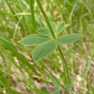  - Trifolium montanum L. [1753]