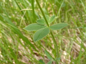 Jean-Claude Calais, le 14 juillet 2013 (Lachamp)