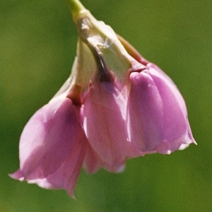 Allium roseum sensu L. [1762] (Ail à feuilles de narcisse)