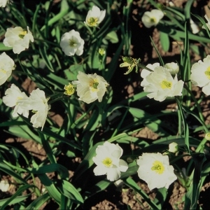  - Ranunculus kuepferi Greuter & Burdet [1987]