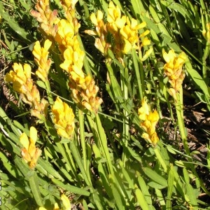 Photographie n°208400 du taxon Genista sagittalis L.