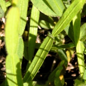 Photographie n°208402 du taxon Genista sagittalis L.