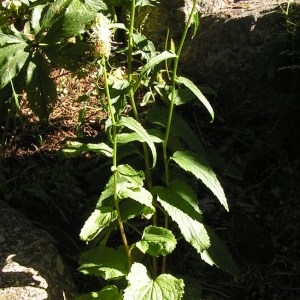 Photographie n°208404 du taxon Phyteuma spicatum L. [1753]