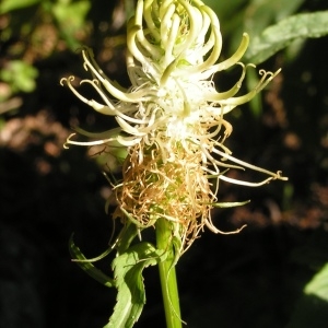 Photographie n°208405 du taxon Phyteuma spicatum L. [1753]