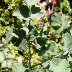  - Thalictrum foetidum subsp. foetidum