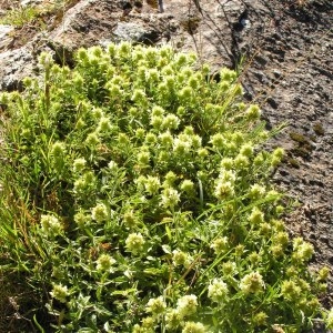 Sideritis hyssopifolia var. endressii sensu R.Vilm. & M.Barbero (Crapaudine d'Eyne)