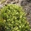  Alain Bigou - Sideritis hyssopifolia subsp. eynensis (Sennen) Malag. [1968]