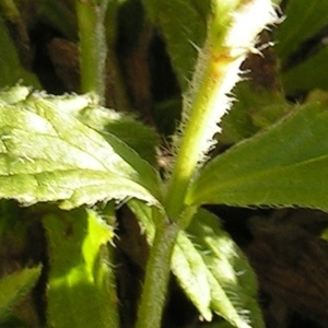 - Sideritis hyssopifolia subsp. eynensis (Sennen) Malag. [1968]