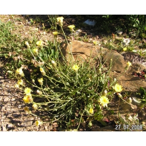 Crepis albida Vill. subsp. albida (Crépide blanchâtre)